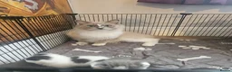 Ragdoll cats for sale: Beautiful Home-Reared Ragdoll Cross Kittens - Advert 14
