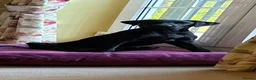 Labrador Retriever dogs for sale: Male Black Labrador Puppy — Active Home Wanted in Ilkley - Advert 2