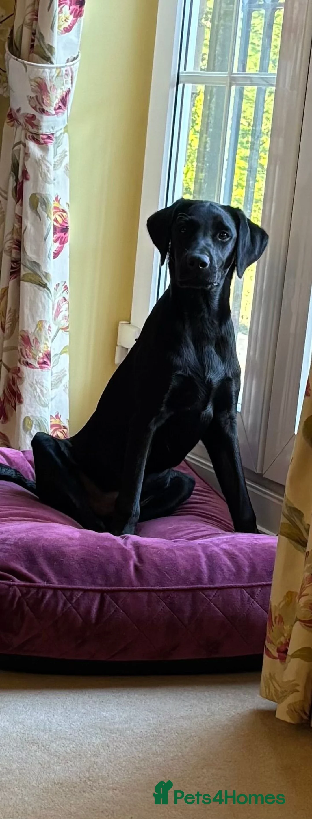 Labrador Retriever dogs for sale: Male Black Labrador Puppy — Active Home Wanted in Ilkley - Advert 2