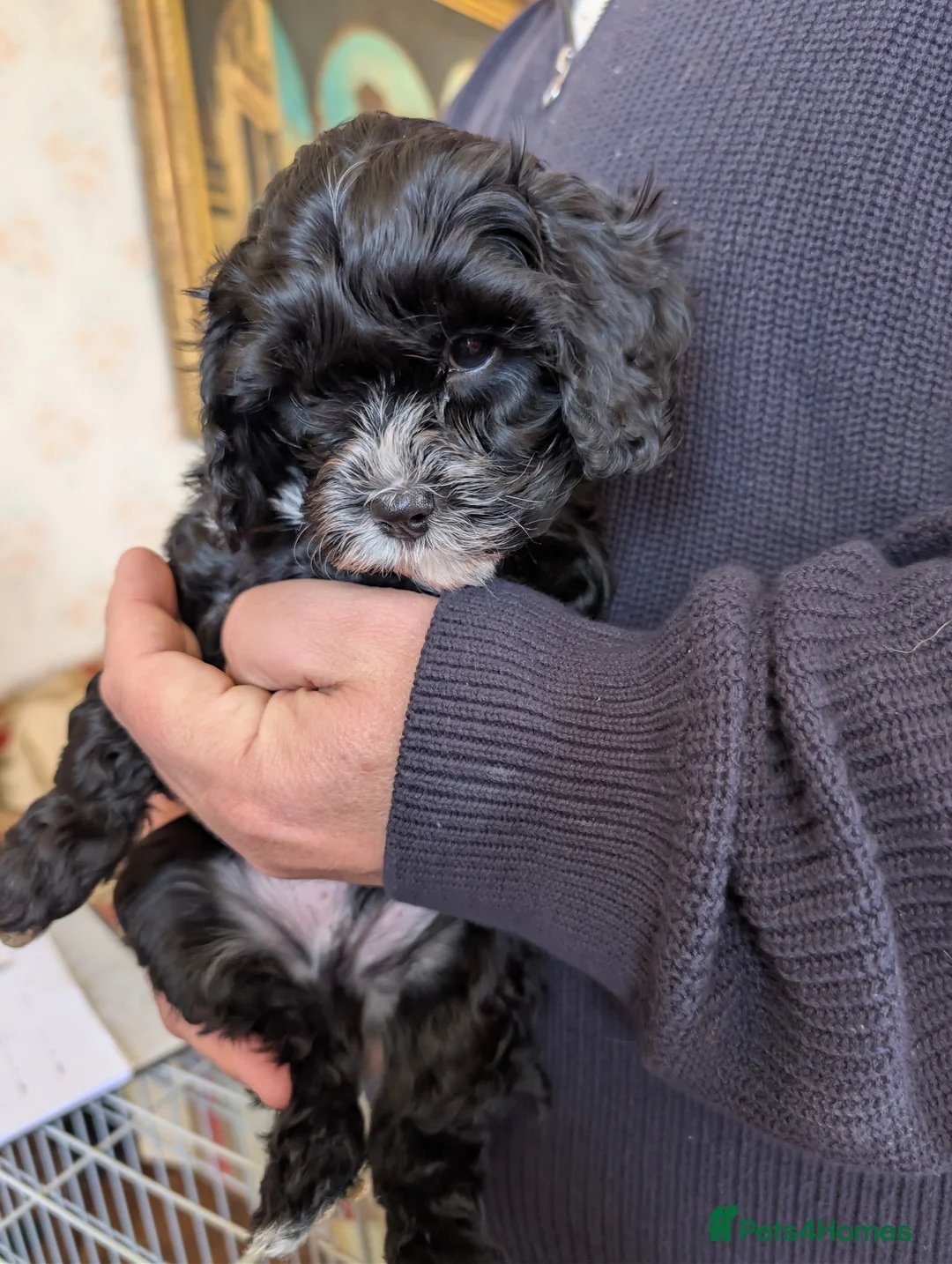 Cavapoo dogs for sale:  Lovely home reared F1 Cavapoo 7 weeks old - Advert 2