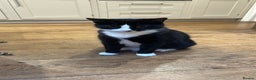 British Shorthair cats for sale: Affectionate lovely temperament Tuxedo Shorthair - Advert 3