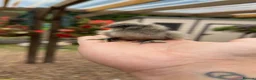 Chickens poultry for sale: Silkie Chicks - Advert 4