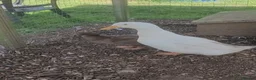 Ducks poultry for sale: German pekin duck for sale - Advert 5
