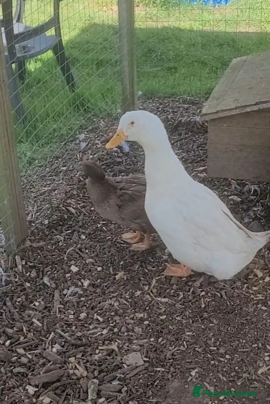 Ducks poultry for sale: German pekin duck for sale - Advert 5