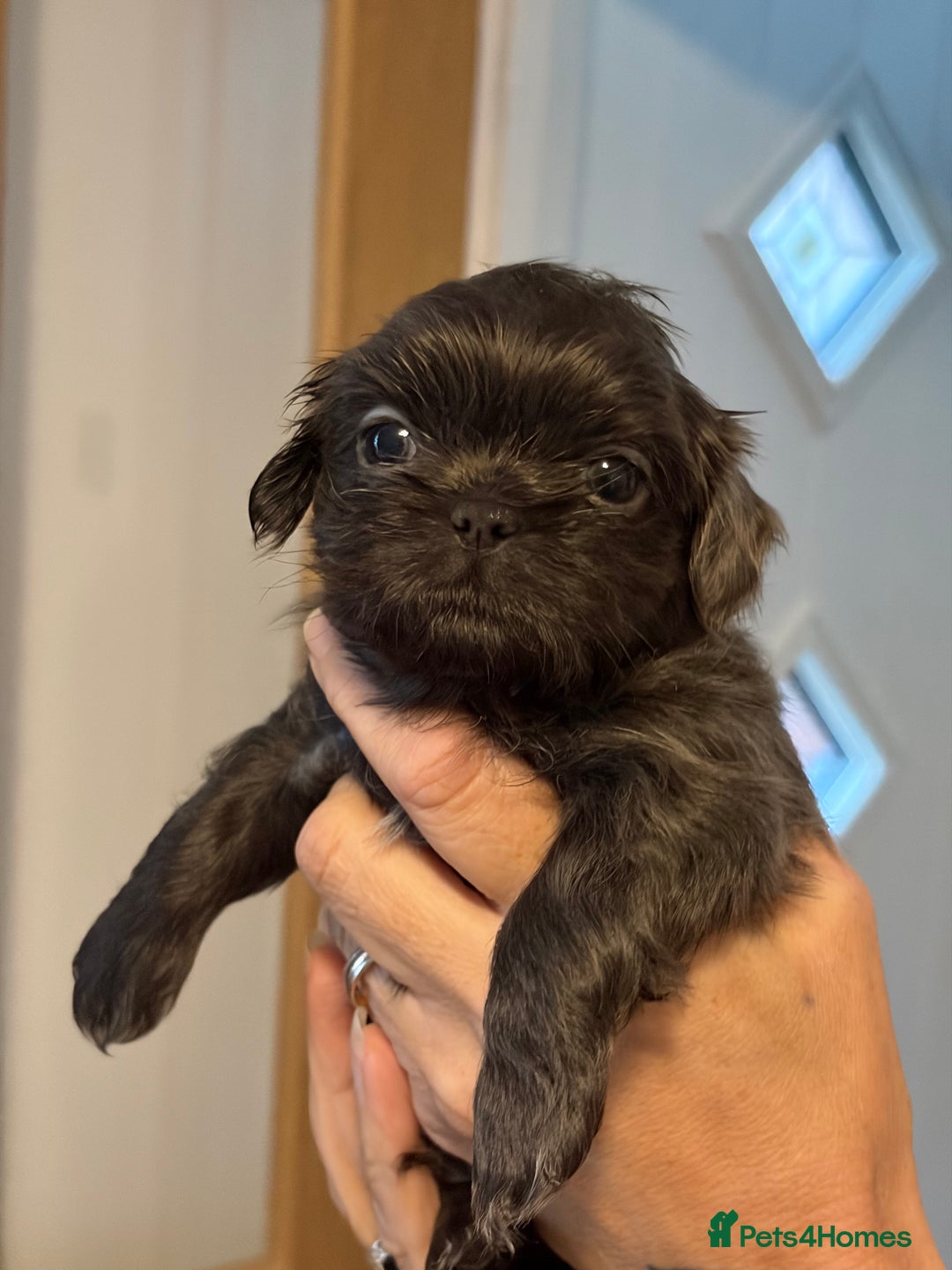 Shih Tzu dogs for sale: Imperial Shih Tzu  - Advert 9