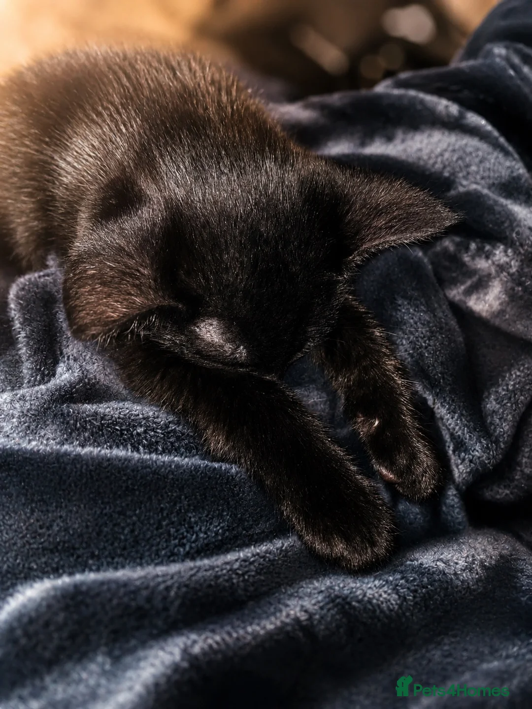 Bombay cats for sale: Black male kitten  in Peterborough - Advert 5