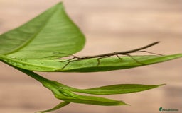Stick Insects invertebrates for sale: Juvenile Indian Stick Insects x5 for £5 - Image 2