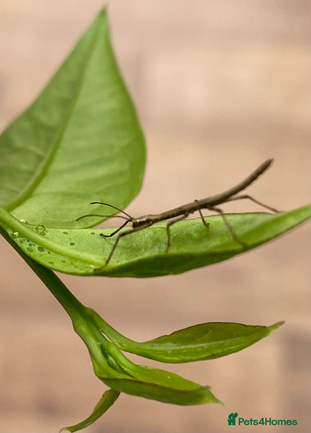 Stick Insects invertebrates for sale: Juvenile Indian Stick Insects x5 for £5 - Image 2