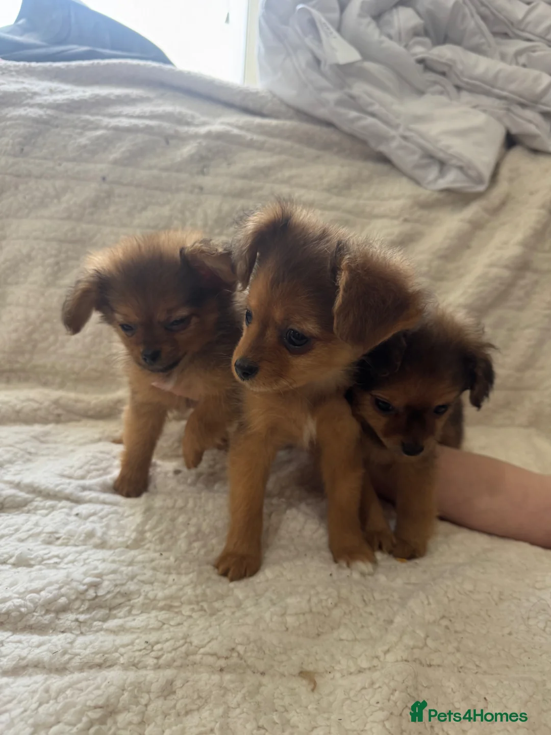 Mixed Breed dogs for sale: Pomeranian x 3 girls 3 boys  - Advert 1