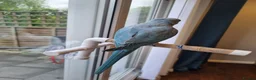 Ringnecks birds for sale: Blue Indian Ringneck - 8 Months Old - Full Setup in Milton Keynes - Advert 6