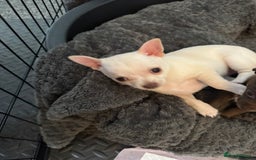 Chihuahua dogs for sale: Beautiful smooth coat chihuahua girl  - Image 6
