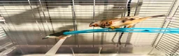 Finches birds for sale: Male & Female Pair Zebra Finches With Cage  - Advert 3