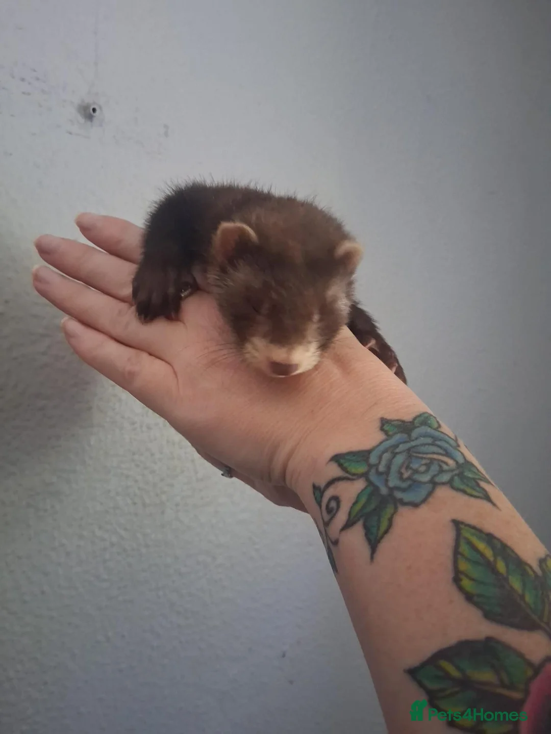 Ferret rodents for sale: Beautiful gentle ferret kits - Advert 1