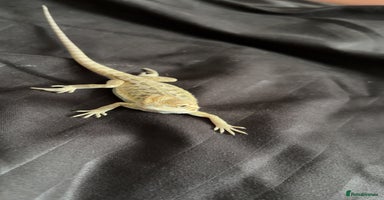 Bearded Dragon reptiles - Advert 2