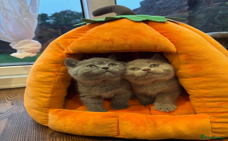 British Shorthair cats - Advert 8