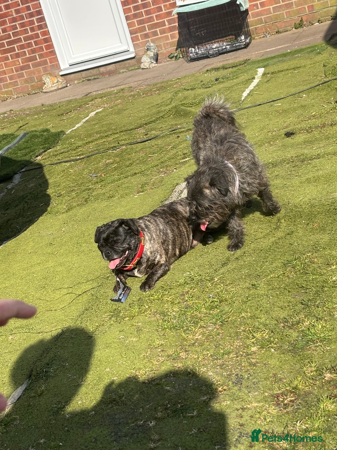 Jug dogs for sale: Jug girl  - Advert 2