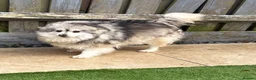 Pomeranian dogs for sale: Beautiful Pomeranian boys - Advert 3