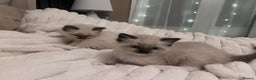 Ragdoll cats for sale: 4 gorgeous Ragdoll kittens for sale - Advert 1