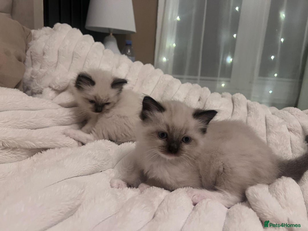 Ragdoll cats for sale: 4 gorgeous Ragdoll kittens for sale - Advert 1