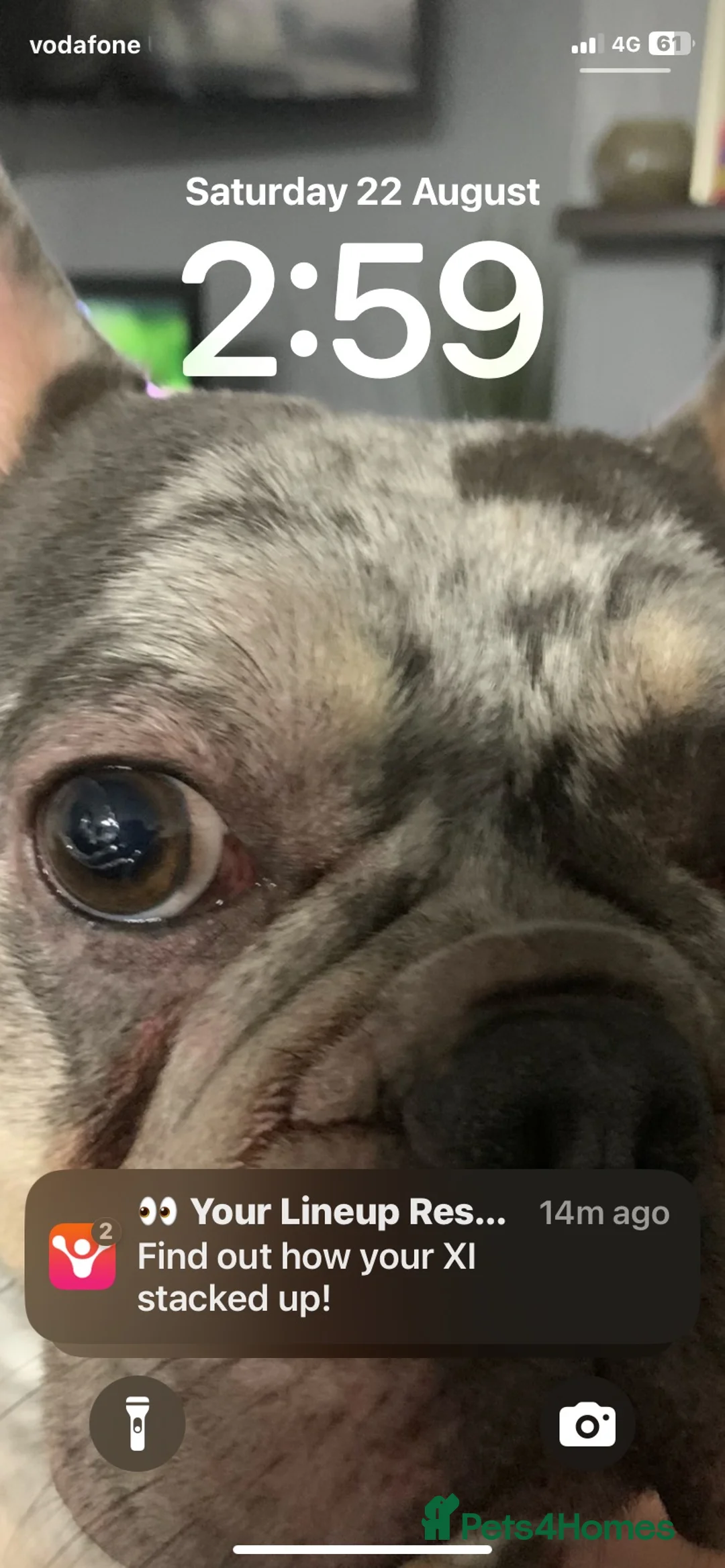 French Bulldog dogs for stud: Lilac Merle lean French Bulldog  - Advert 2