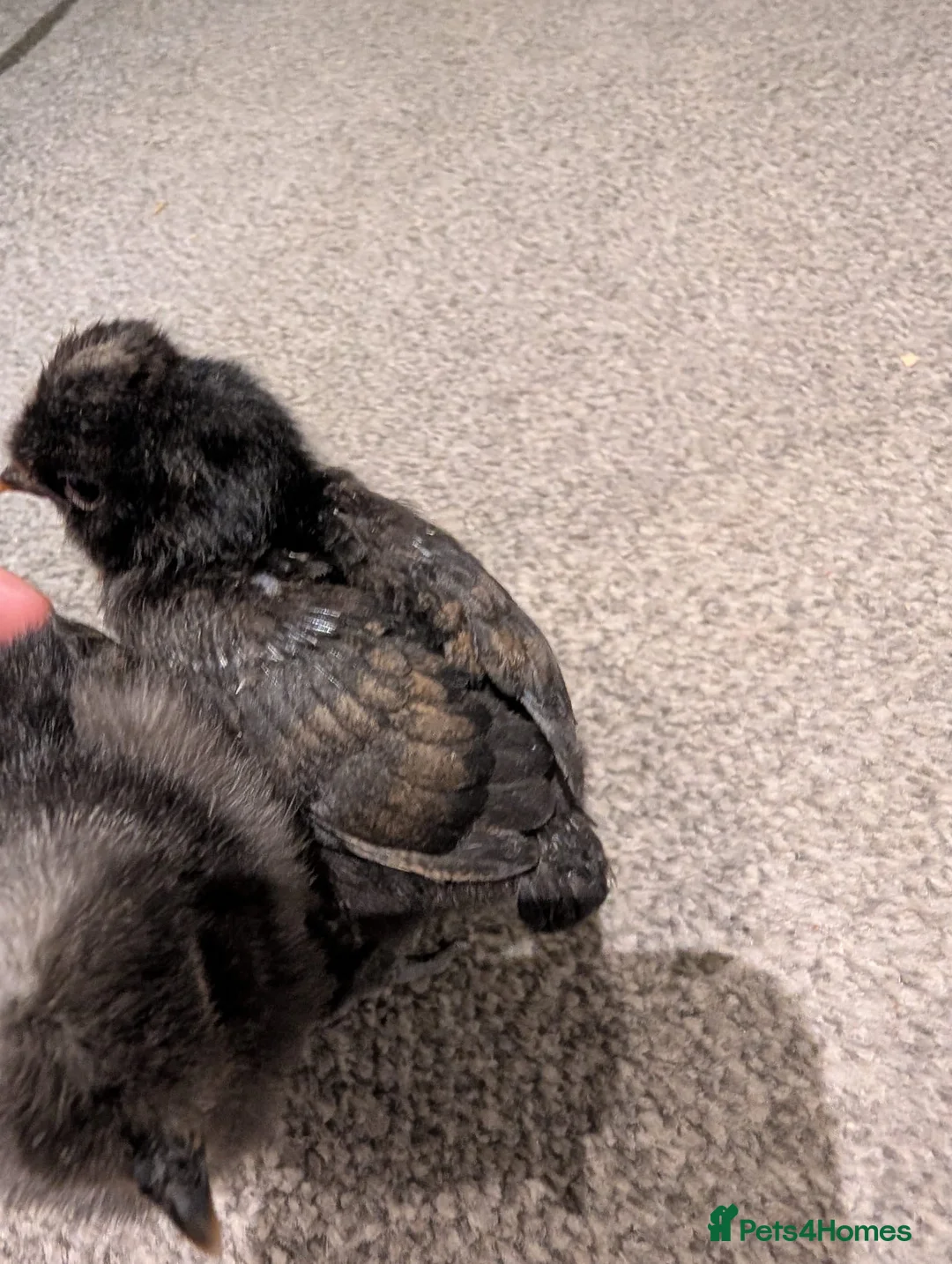 Chickens poultry for sale: USA bearded Silkie, Polish chicks  - Advert 2