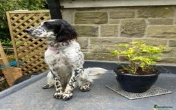 English Setter dogs for sale: 2yr. Pedigree working English setter sale/share - Image 18