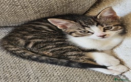 Mixed Breed cats for sale: 3 beautiful girl kittens ready now  - Image 1