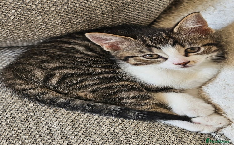 Mixed Breed cats - Advert 6