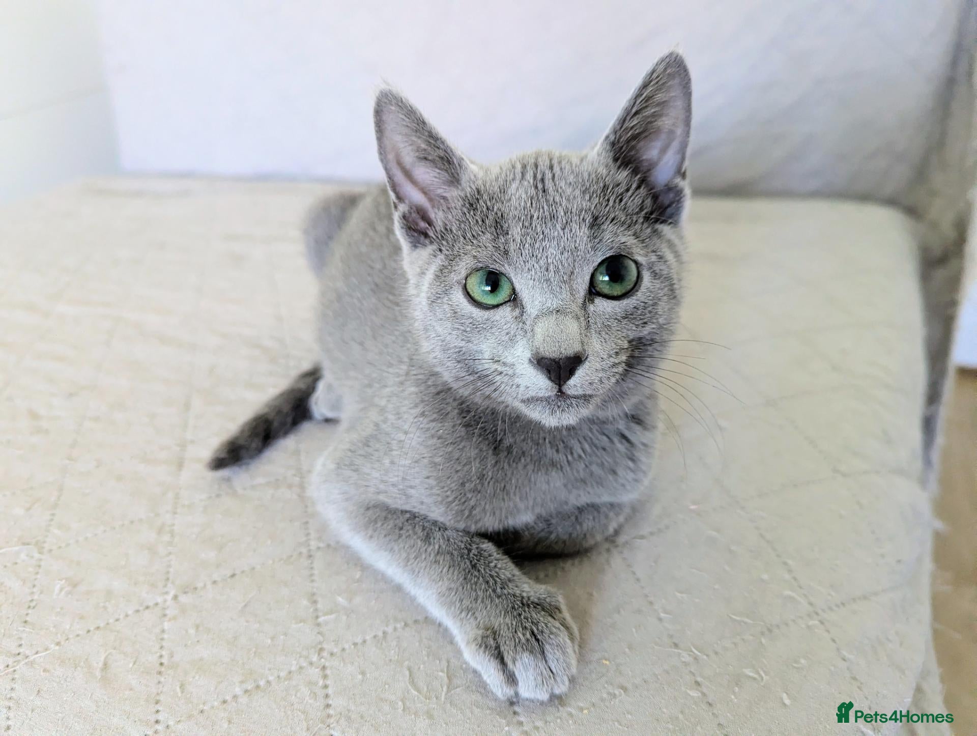 Russian Blue cats Affectionate Pedigree Kittens Ready Now - Advert 1
