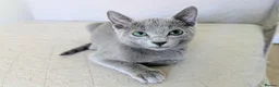 Russian Blue cats for sale: Affectionate Pedigree Kittens Ready Now - Advert 5