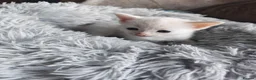 Mixed Breed cats for sale: Dad is Bengal and mum is white British Shorthair  - Advert 10