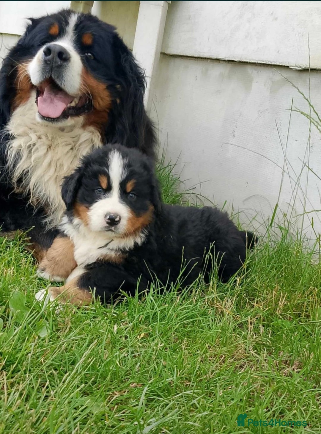 Bernese Mountain Dog dogs for sale: Bernese Mountain Dog  - Image 4