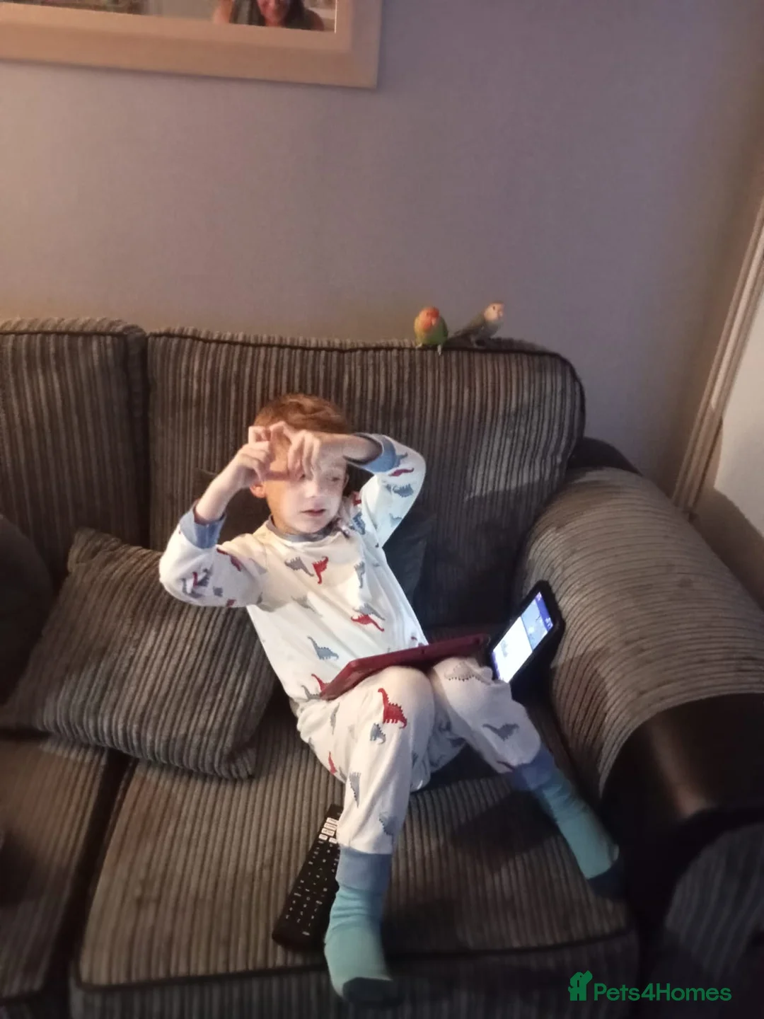 Lovebirds birds for sale: Hand tame lovebirds - Advert 2