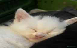 Mixed Breed cats for sale: 2 male , 2 female kittens for sale  - Image 4