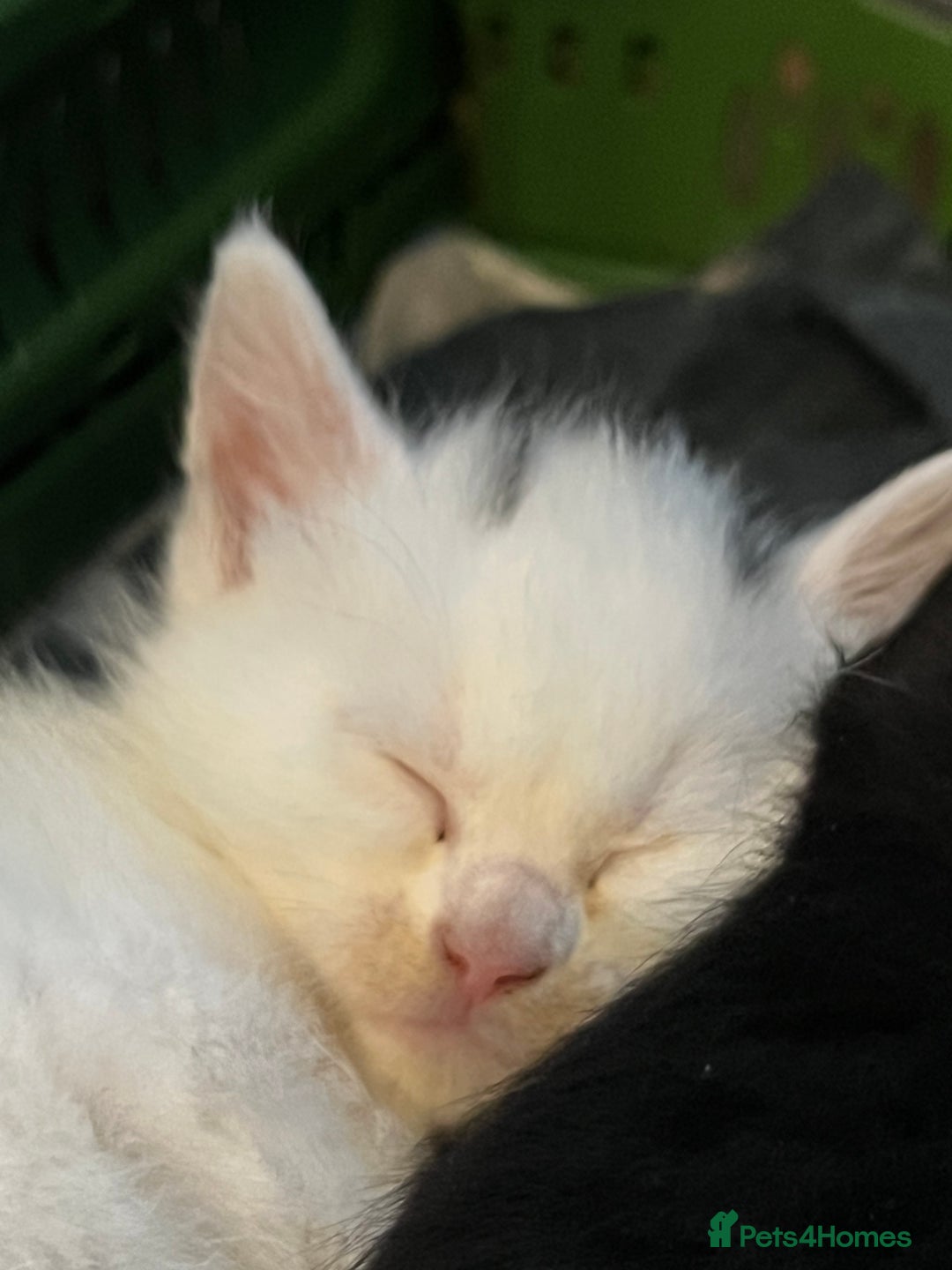 Mixed Breed cats for sale: 2 male , 2 female kittens for sale  - Image 4