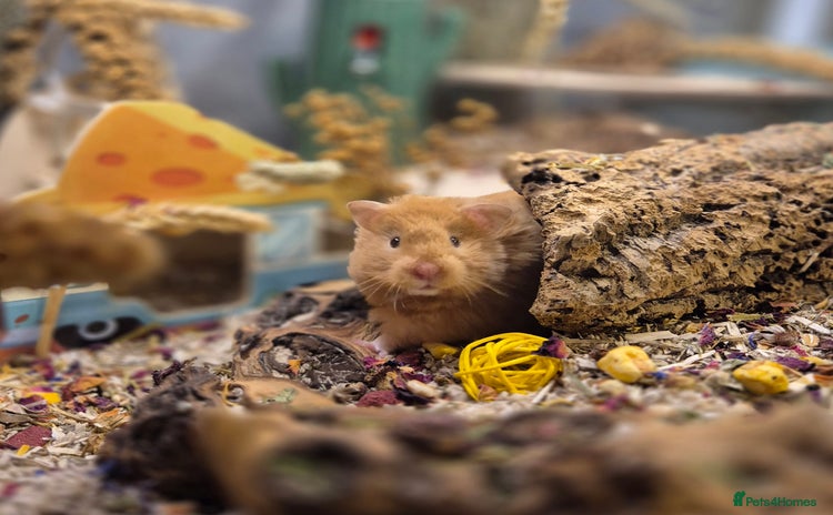 Hamster rodents - Advert 4