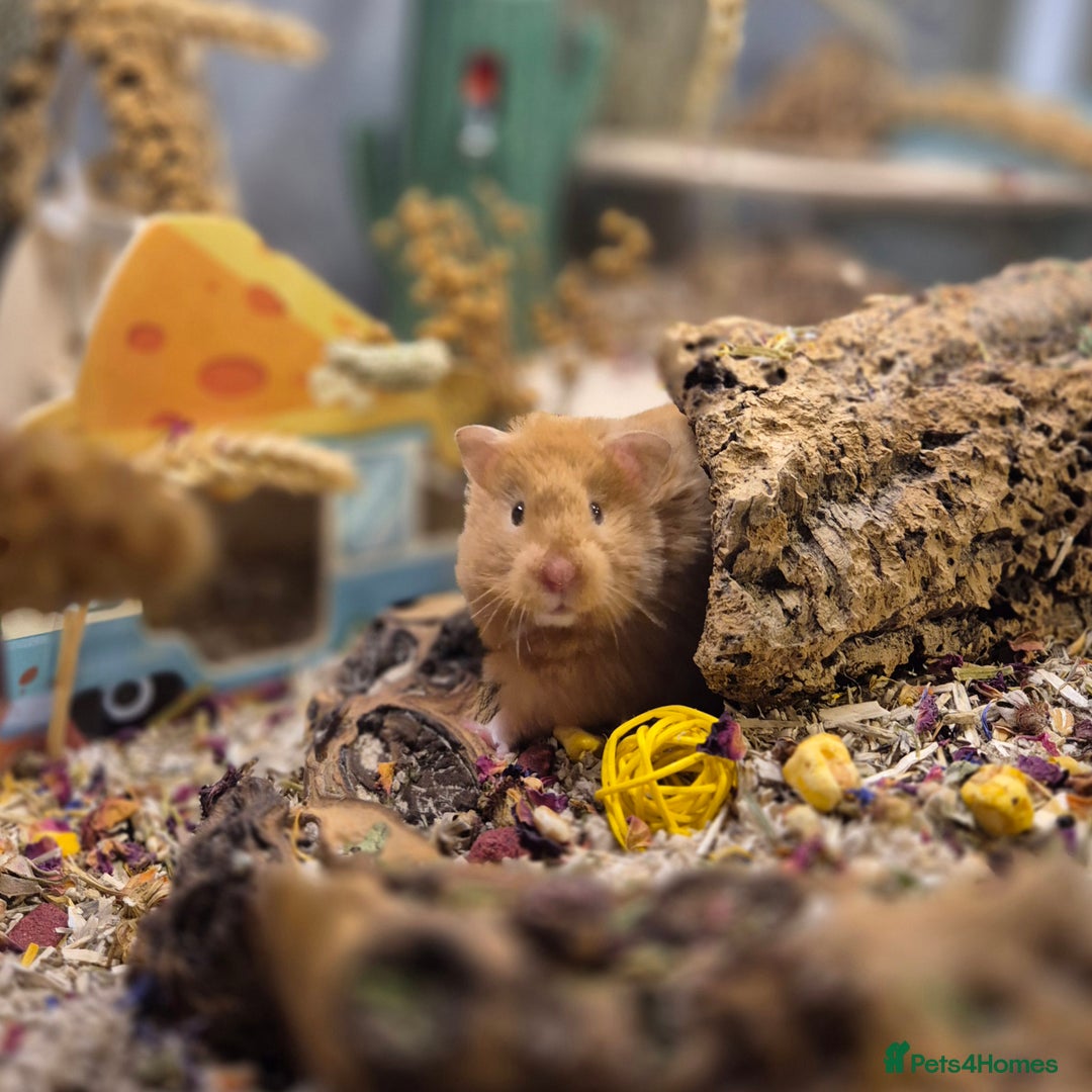 Hamster rodents for sale: 9 month old long haired female syrian hamster  - Image 1