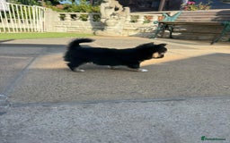 Chihuahua dogs for sale: Adorable semi long coat chihuahua puppies - Image 5