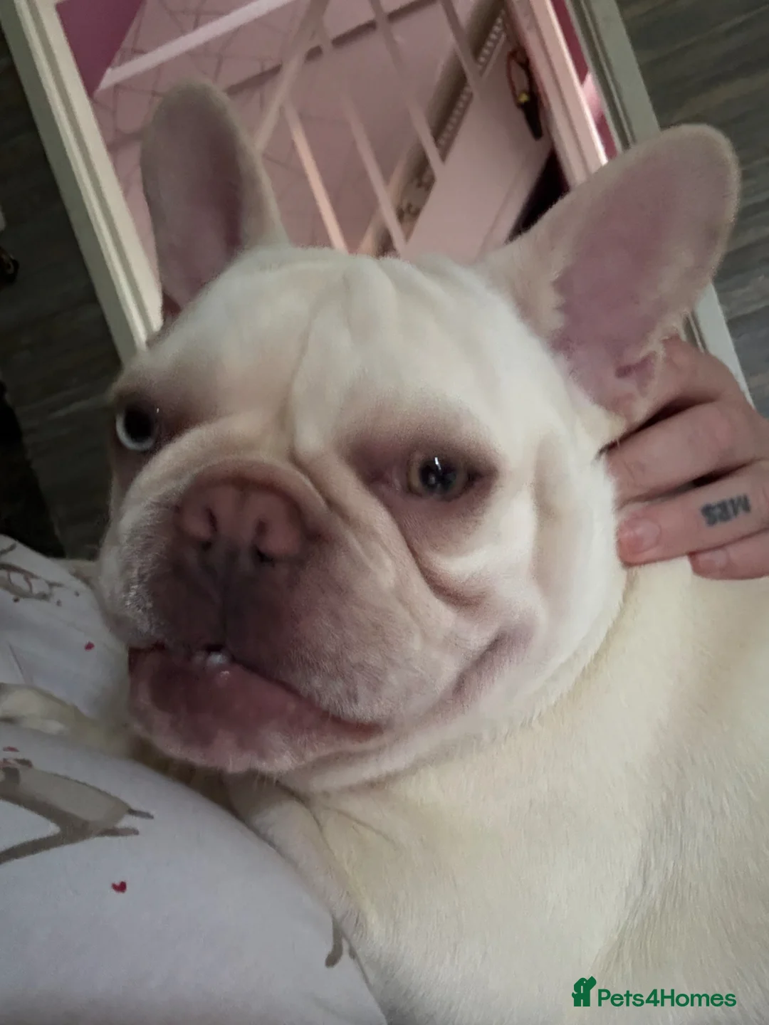 French Bulldog dogs for sale: Girl French Bulldog 11 months  - Advert 2