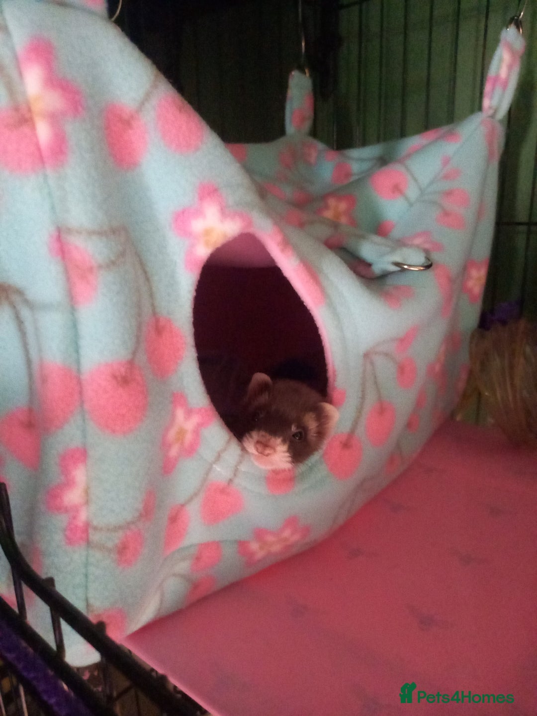 Ferret rodents for sale: 3 half micro brothers - Image 7