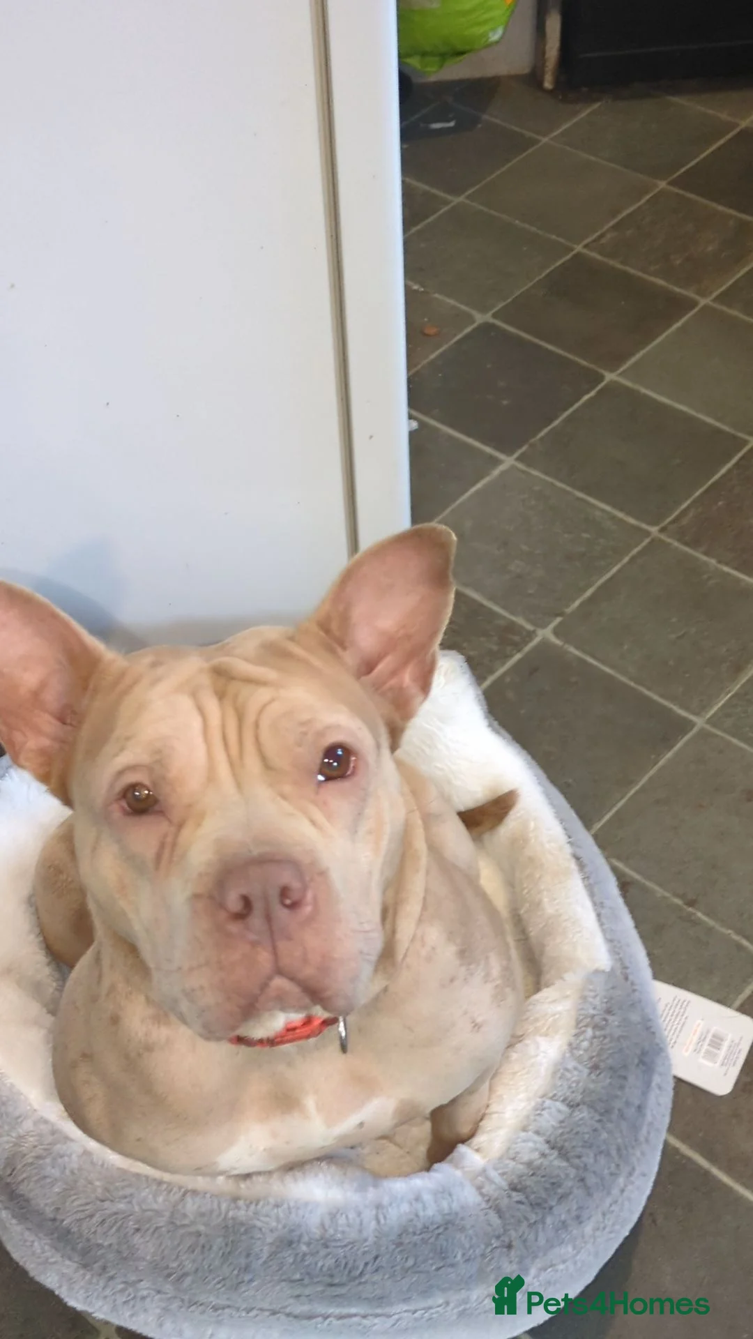 Mixed Breed dogs for sale: 2 year old female called sheba - Advert 1