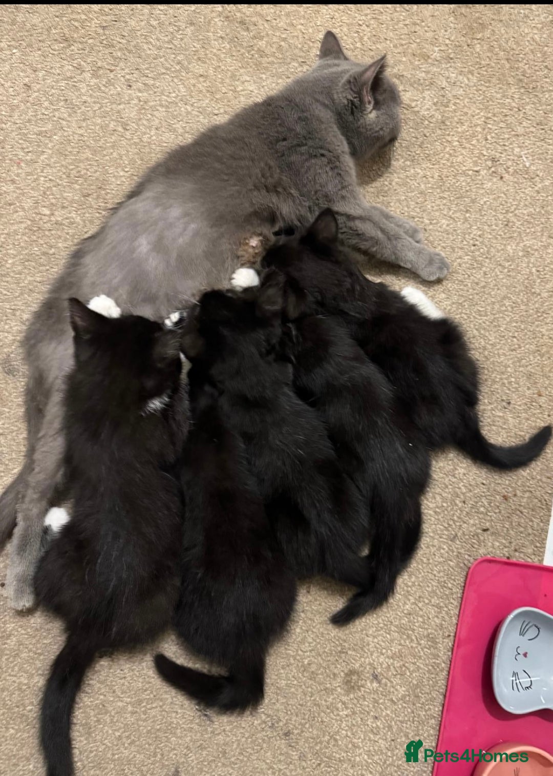 British Shorthair cats for sale: PURE BSH Girl kitten and BSH mix adorable boys - Advert 16