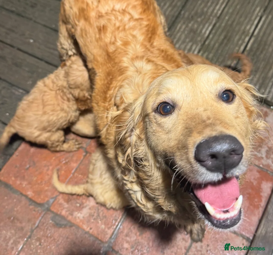 Mini Goldendoodle dogs for sale: Health-checked Happy Fluffy Puppies - Advert 8