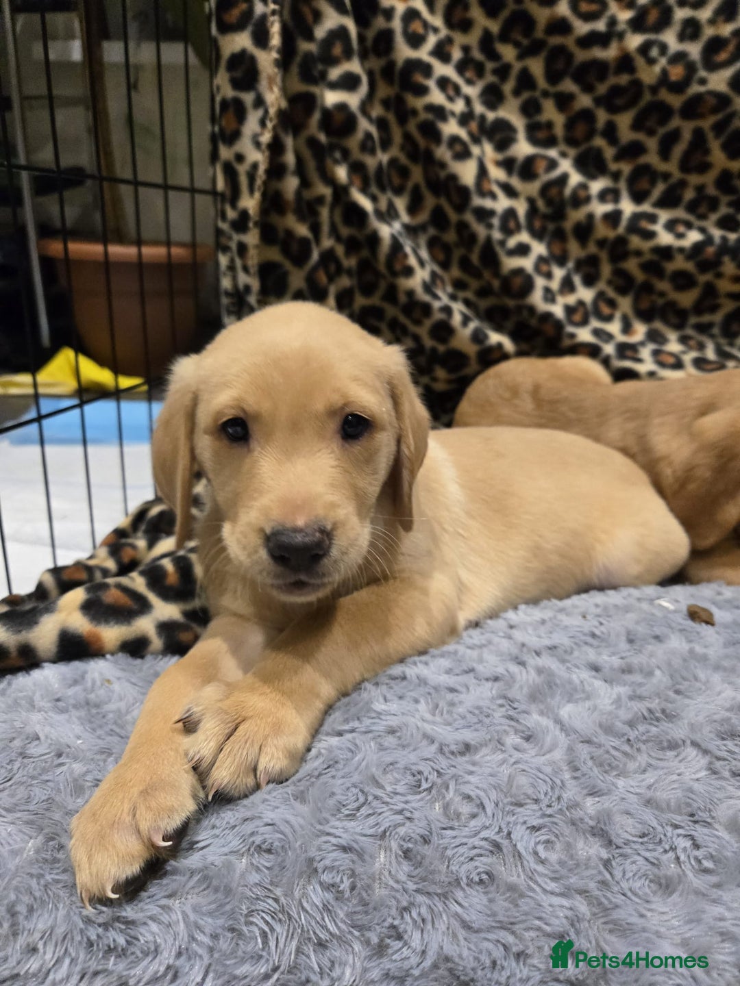 Labrador Retriever dogs for sale: ✨ Golden Retriever Puppies – Ready 4 Sept ✨ - Image 7