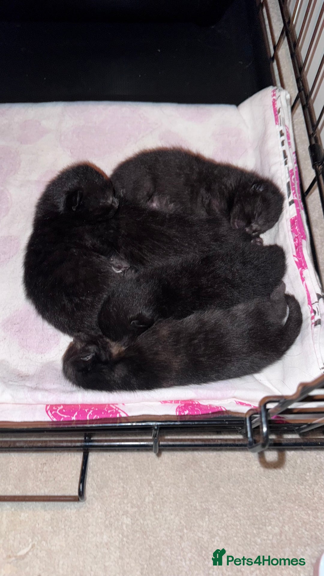 Mixed Breed cats for sale: Adorable Kittens Ready for Their Forever Homes🐾 - Image 3