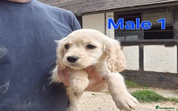 Golden Retriever dogs for sale: Dakota Sport Retriever Puppies  - Image 5