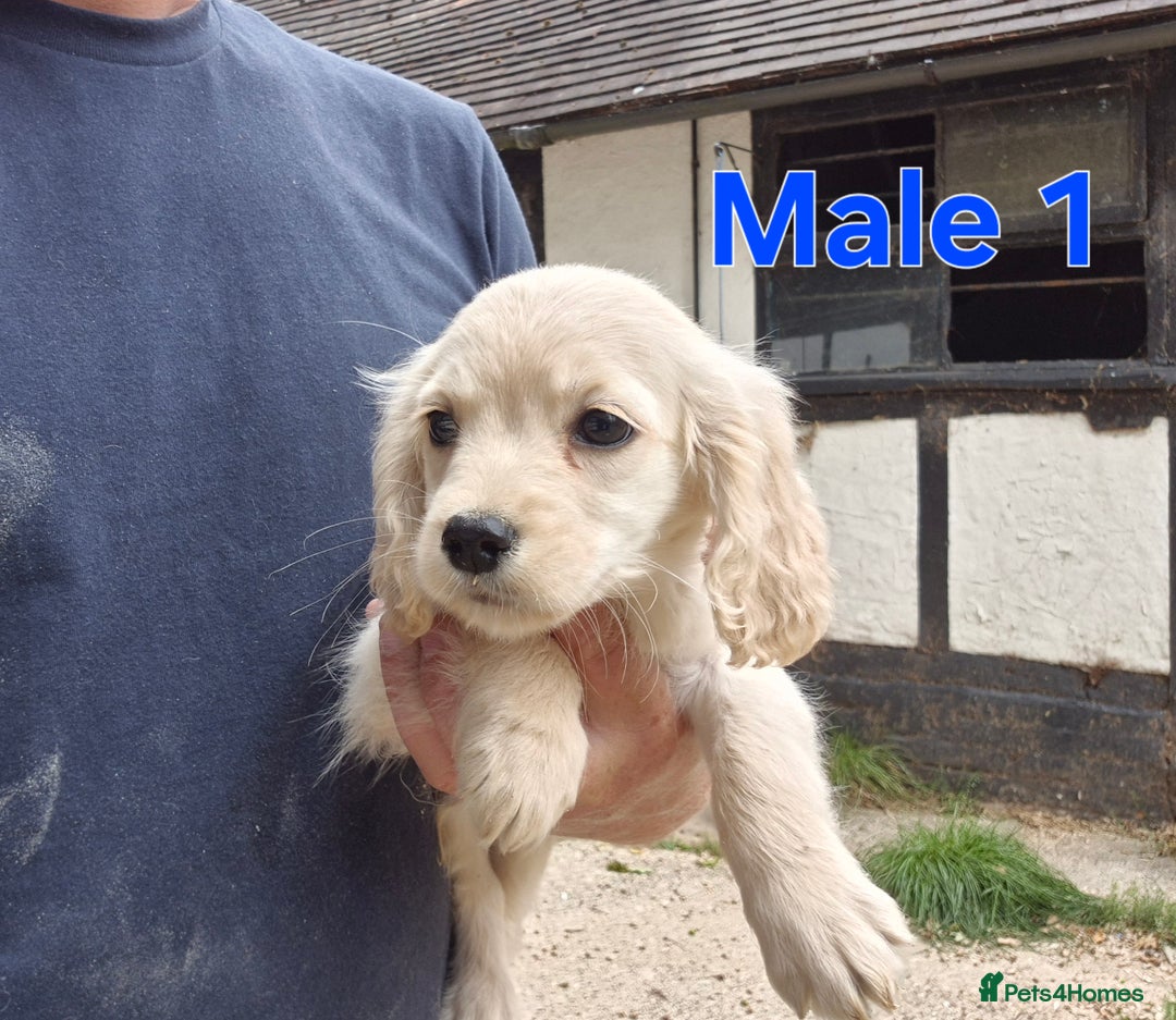 Golden Retriever dogs for sale: Dakota Sport Retriever Puppies  - Image 5