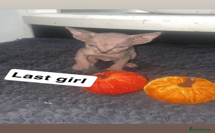 Sphynx cats - Advert 7