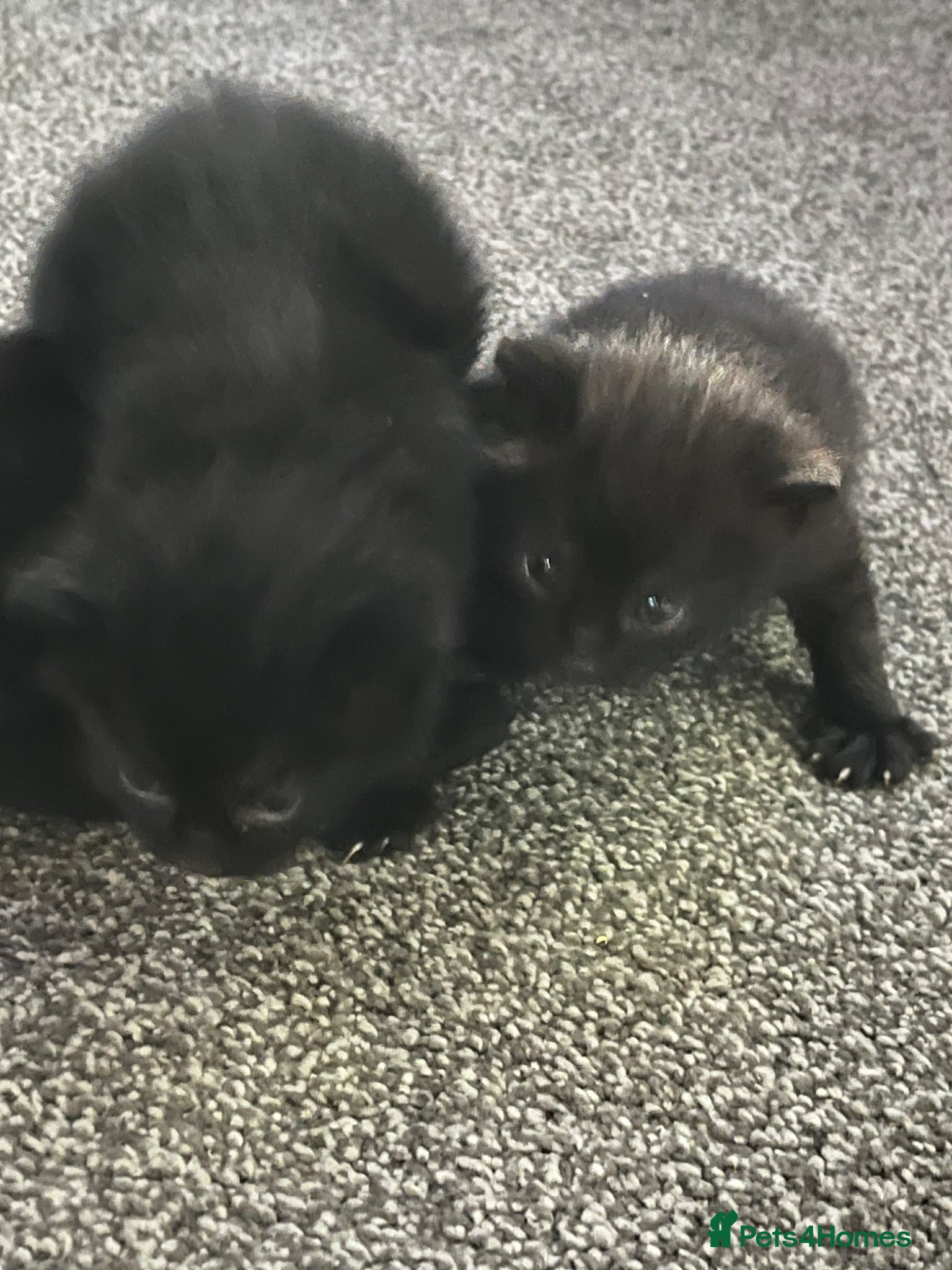 Mixed Breed cats Beautiful Russian blue mixed kittens  - Advert 5
