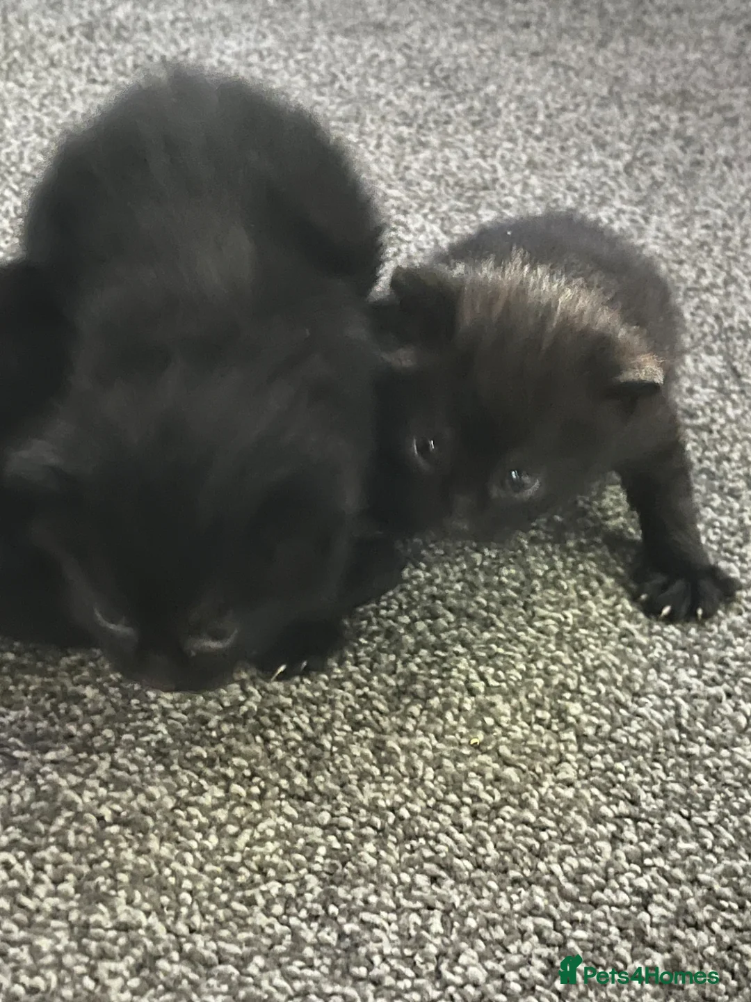 Mixed Breed cats for sale: Beautiful Russian blue mixed kittens  - Advert 1